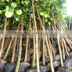 Hibiscus Tiliaceus Trees thumbnail-1