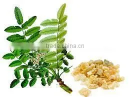 Boswellia Extract thumbnail-2