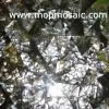 Irregular Blacklip Mother of Pearl Tiles thumbnail-1