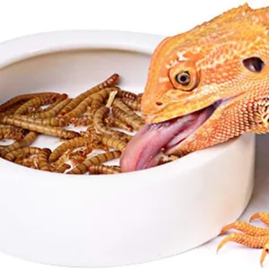 Pet Food Microwave-dried Mealworms thumbnail-4