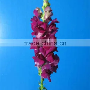 Quality Hot Selling Fresh Flowers Beautiful Snapdragon thumbnail-4