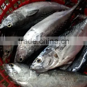 Frozen Auxis Thazard Bonito Tuna Fish WR thumbnail-5