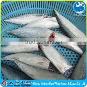 Frozen Pacific Mackerel HGT thumbnail-5