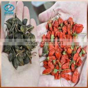 Hottest Sale And New Design Fruit And Meat Dry Oven With Best Service thumbnail-4