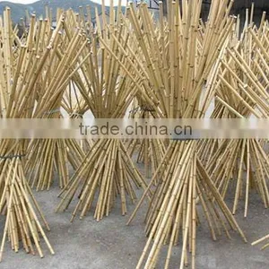 Dan Bamboo Poles thumbnail-1