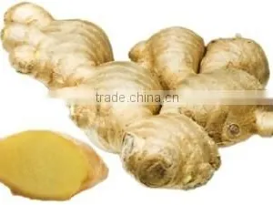 Organic Fresh Ginger Young thumbnail-1