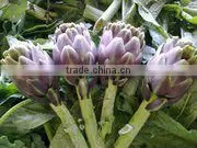 Fresh Artichoke thumbnail-1