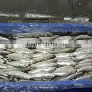 FROZEN SARDINE WHOLE ROUND thumbnail-5