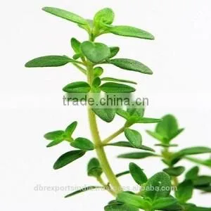 Thyme Oil (100% Natural) thumbnail-1