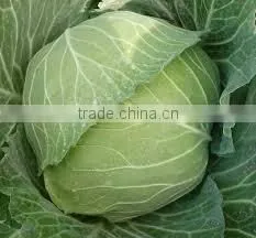 VIET NAM FRESH CABBAGES VIETGAP thumbnail-1
