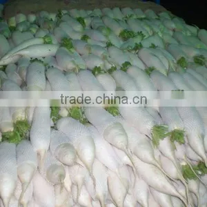 Fresh White Radish thumbnail-1