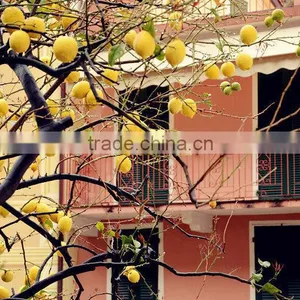 Lemon Tree thumbnail-6