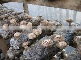 Oyster Mushroom Spawn/mushroom Logs thumbnail-5