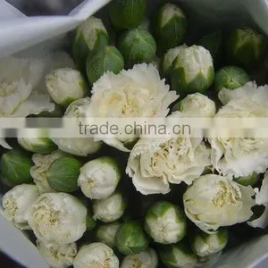 Real Touch Carnation Flowers Cut for Wholesale thumbnail-6