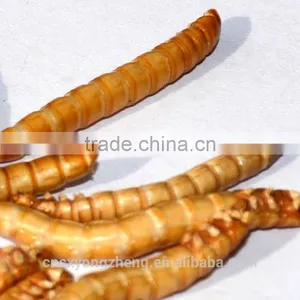 High Protein (53%) Dried Mealworm For Wild Tortoise Treat thumbnail-1