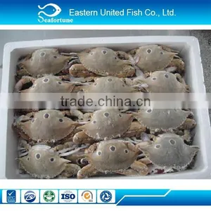 Seafood Export Frozen Frozen Crab Meat thumbnail-1