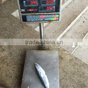 Bonito Whole Bonito Frigate Tuna 300-500G for Super Market thumbnail-1