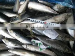 Good Quality Pacific Mackerel 200-300g Manufacturer thumbnail-3