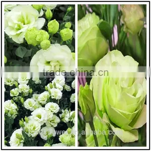 2017 New Different Kinds Of Cut Fresh Eustomas Flowers For Sale thumbnail-3