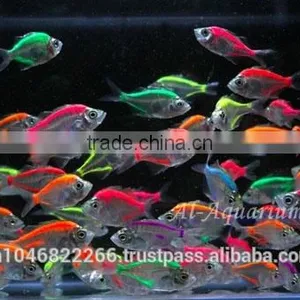 Glass Fish Mix Color For Sale / Ornamental Fish International Exporter thumbnail-2