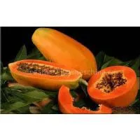 Papain thumbnail-1