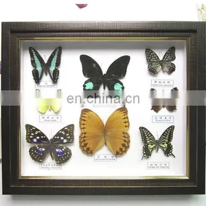 Butterfly Collection Frame for Home Decoration Use thumbnail-1