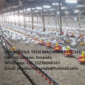 Ecuador Poultry Farm Equipment Automatic Broiler Floor Raising System & Chicken Deep Litter System With Automatic Drinking& Feeding System in Chicken Coop thumbnail-1
