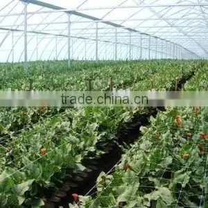 Agricultural Commercial Greenhouse thumbnail-1