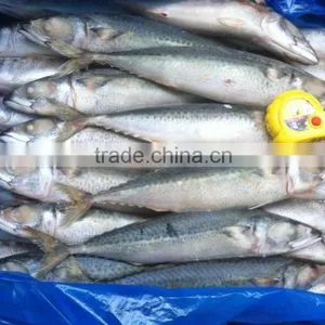 Frozen Pacific Mackerel thumbnail-1