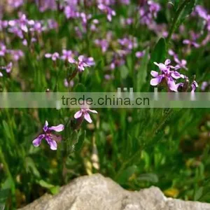 Virginia Stock, Malcolmia , Flower Seeds , Herb Seed,vegetalbe Seed,fruit Seed,grass Seed thumbnail-2