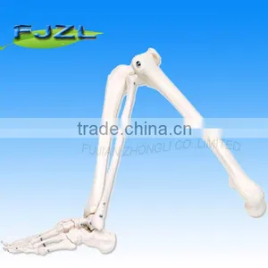 Medical Science Human Leg Skeleton(left) Model for Training thumbnail-1