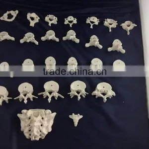 The Human Skeleton Model of Cervical, Sternal Lumber Vertebrae and Sacral Bone(26pcs) thumbnail-1