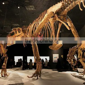 National Museum Quality High Simulaiton Dinosaur Skeleton thumbnail-1