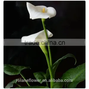 2016 Fashion Graceful White Calla Lily Flower to Express Global thumbnail-5