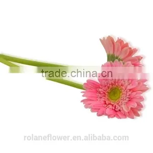 Hot Sell Fresh Cut Pink Gerbera - Egypt Mini Silk Gerbera Daisies With 20stems/bundle From Yunnan, China thumbnail-5