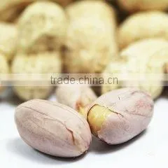Supply Roasted Peanut in Shell With Good Quality thumbnail-2