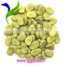Dried Broad Beans thumbnail-1