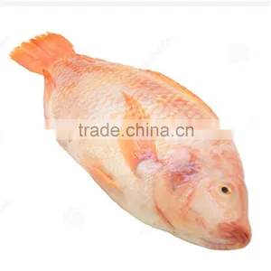 Tilapia Vermelha Fresca em Venda thumbnail-1