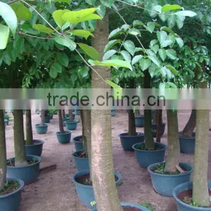 Heteropanax Fragrans (Roxb.) Seem of Indoor Outdoor Ornamental Bonsai Plants thumbnail-5