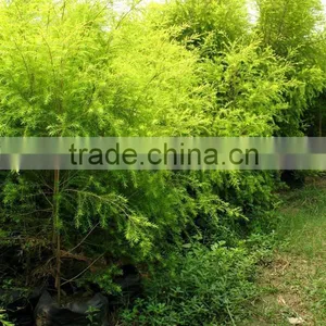 Golden Leaves Melaleuca Bracteata thumbnail-2