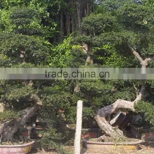 Chinese Elm Bonsai Ulmus Pumila thumbnail-2