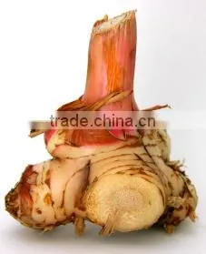 100% NATURAL Galangal Oil (Galangal Alpine) thumbnail-2