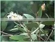 Cajuput Oil thumbnail-1