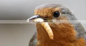 Dried Mealworm for Backyard Bird and Chicken thumbnail-1