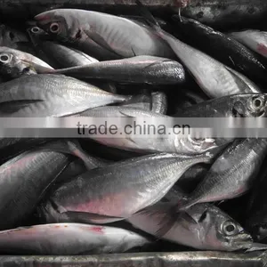 Frozen Hot Sale Fresh W/R Horse Mackerel China-made Fish thumbnail-4