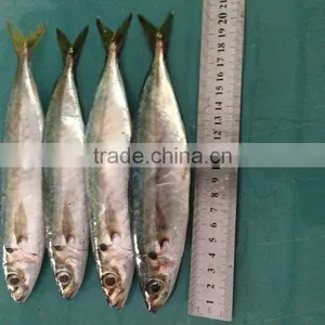 Fresh Fish 18CM China Made Frozen Horse Mackerel thumbnail-3