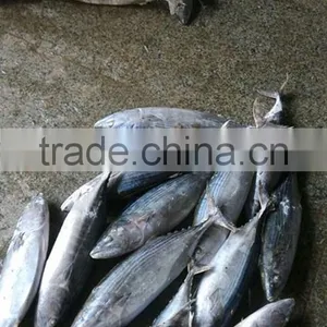 Bonito Tuna (Auxis Tapeionsoma) thumbnail-3