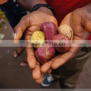 High Quality Hot Sale Kola Nuts thumbnail-2