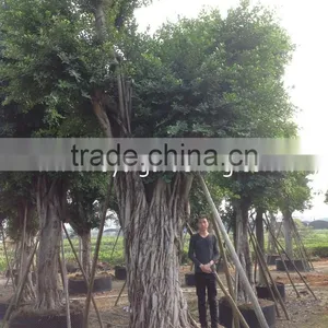 Outdoor Ficus Big Size thumbnail-2