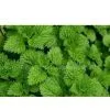 Peppermint Extract 4:1,8:1 thumbnail-1